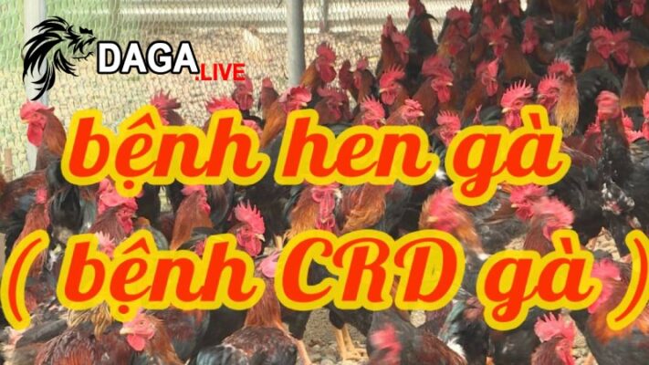 Nguyên nhân gây bệnh CRD ở gà