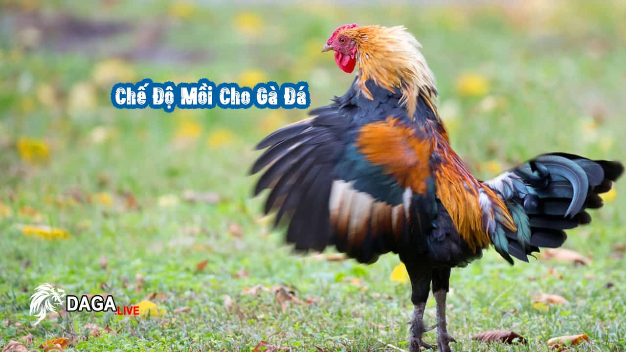 Chế Độ Mồi Cho Gà Đá