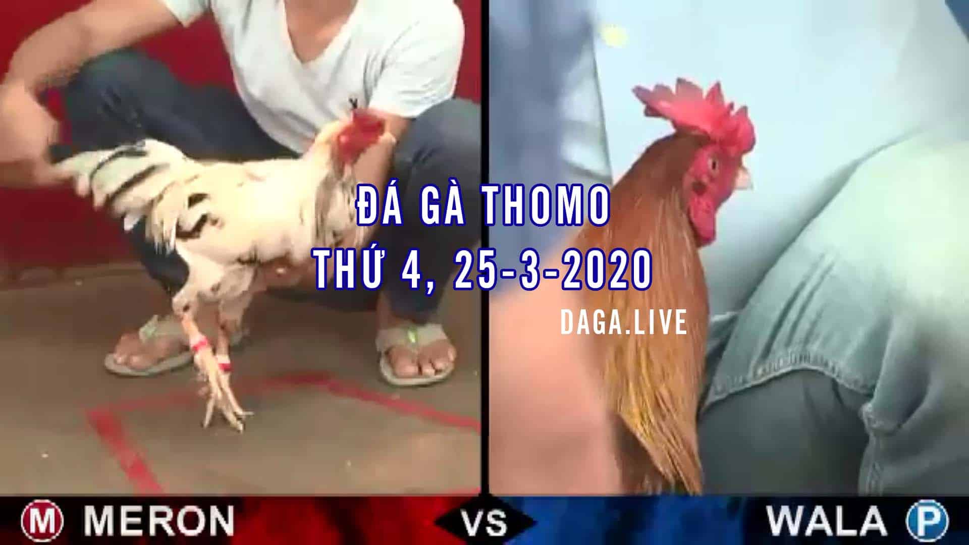 DAGA.LIVE - Đá gà thomo hôm nay, đá gà campuchia, đá gà trực tiếp, đá gà cựa sắt thứ 4 ngày 25-3-2020