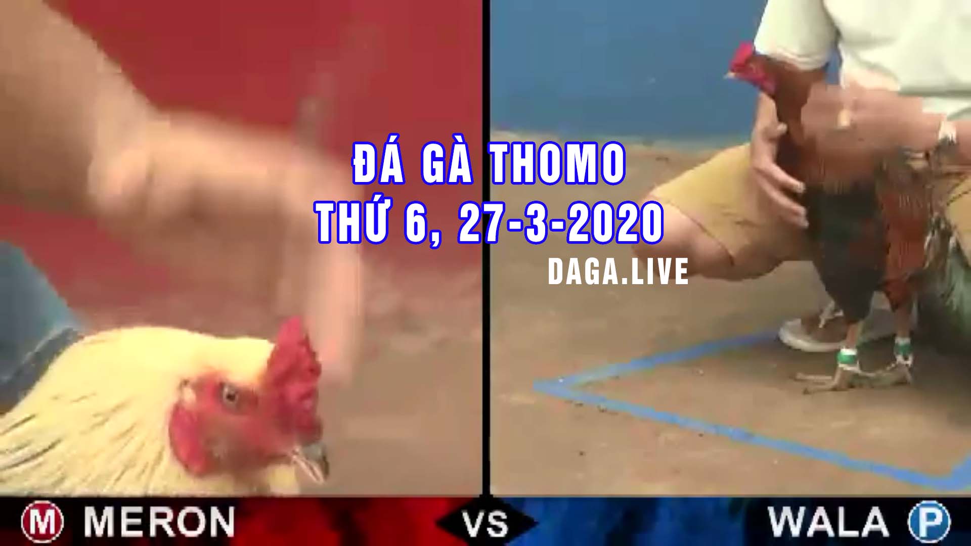 DAGA.LIVE- Đá gà thomo hôm nay, đá gà campuchia, đá gà trực tiếp, đá gà cựa sắt thứ 6 ngày 27-3-2020
