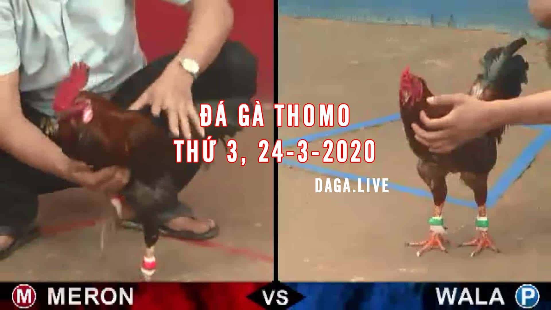 DAGA.LIVE - Đá gà thomo hôm nay, đá gà trực tiếp, đá gà campuchia, đá gà cựa sắt thứ 3 ngày 24-3-2020