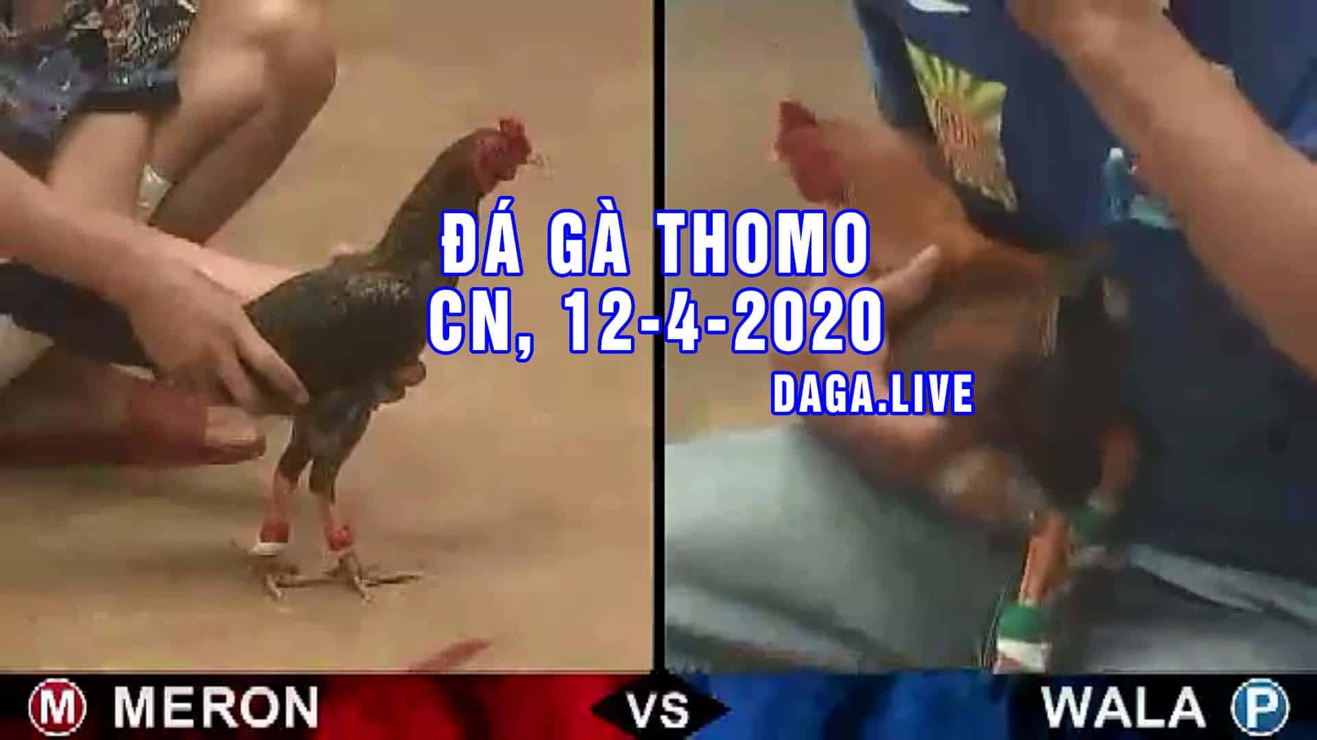 DAGA.LIVE - Đá gà trực tiếp thomo hôm nay, đá gà thomo, đá gà campuchia CHỦ NHẬT NGÀY 12-4-2020