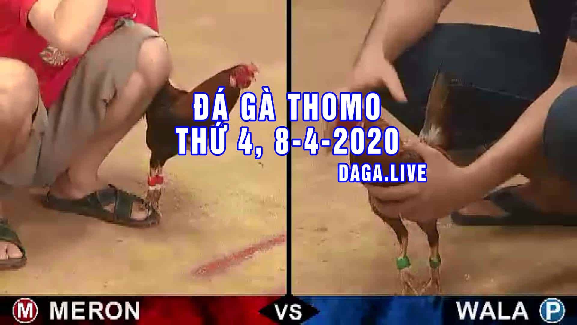 DAGA.LIVE - Đá gà trực tiếp thomo hôm nay, đá gà thomo, đá gà campuchia thứ 4 ngày 8-4-2020