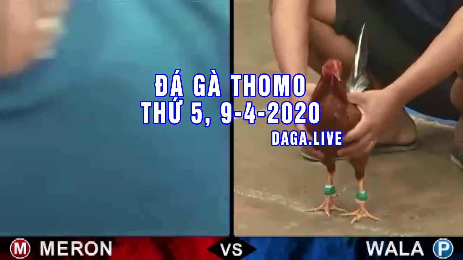 DAGA.LIVE - Đá gà trực tiếp thomo hôm nay, đá gà thomo, đá gà campuchia thứ 5 ngày 9-4-2020