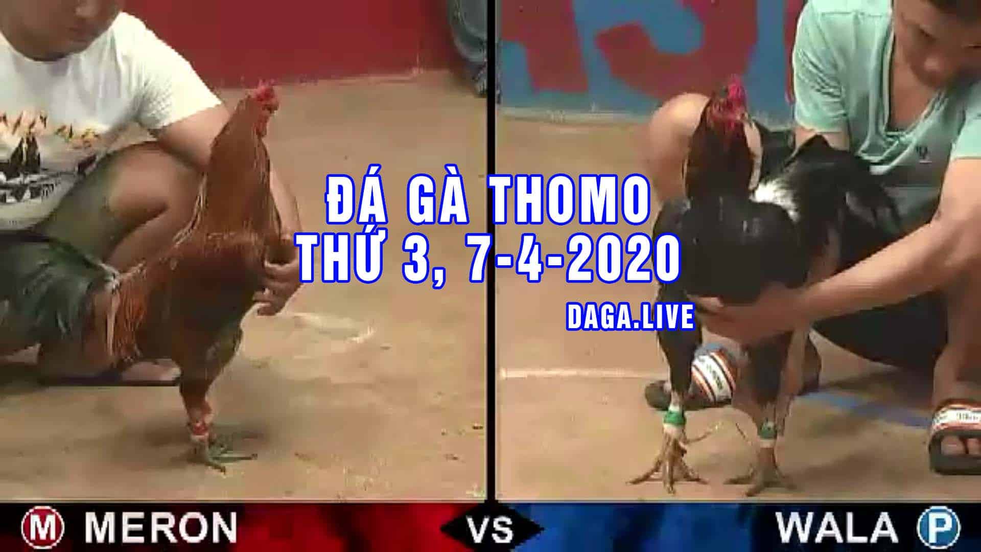 DAGA.LIVE - Đá gà trực tiếp thomo hôm nay, đá gà thomo, đá gà camuchia, đá gà cựa sắt thứ 3 ngày 7-4-2020