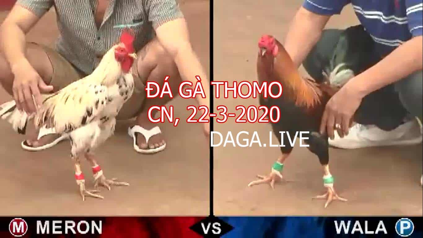 DAGA.LIVE - đá gà thomo hôm nay, đá gà cựa sắt, đá gà campuchia, đá gà trực tiếp chủ nhật ngày 22-3-2020