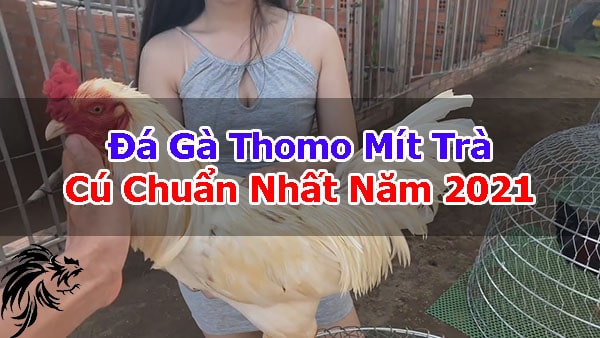 Mit-Tra-Cu-Danh-Ke-Co-Tieng-Tai-Dau-Truong-Thomo