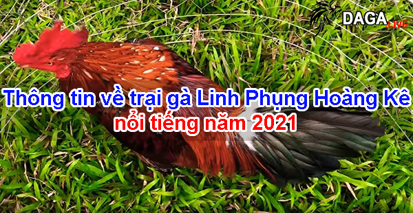 Thông tin về trại gà Linh Phụng Hoàng Kê nổi tiếng năm 2021