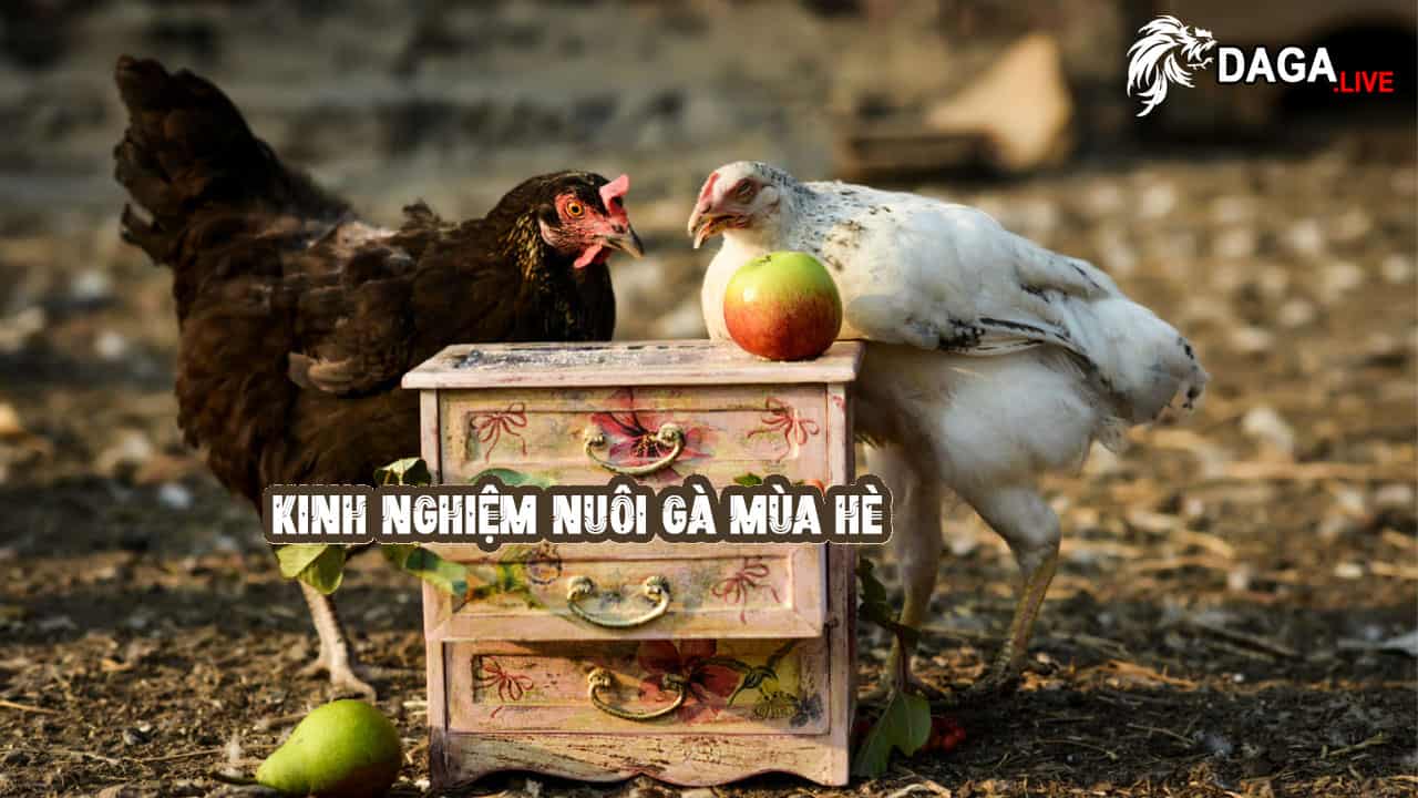 KINH NGHIỆM NUÔI GÀ MÙA HÈ