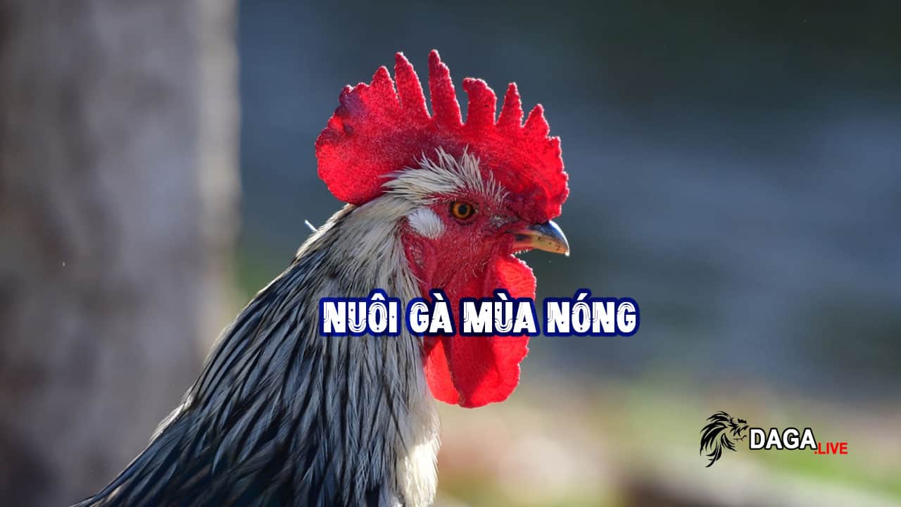 Kinh Nghiệm Nuôi Gà Mùa Nắng Nóng