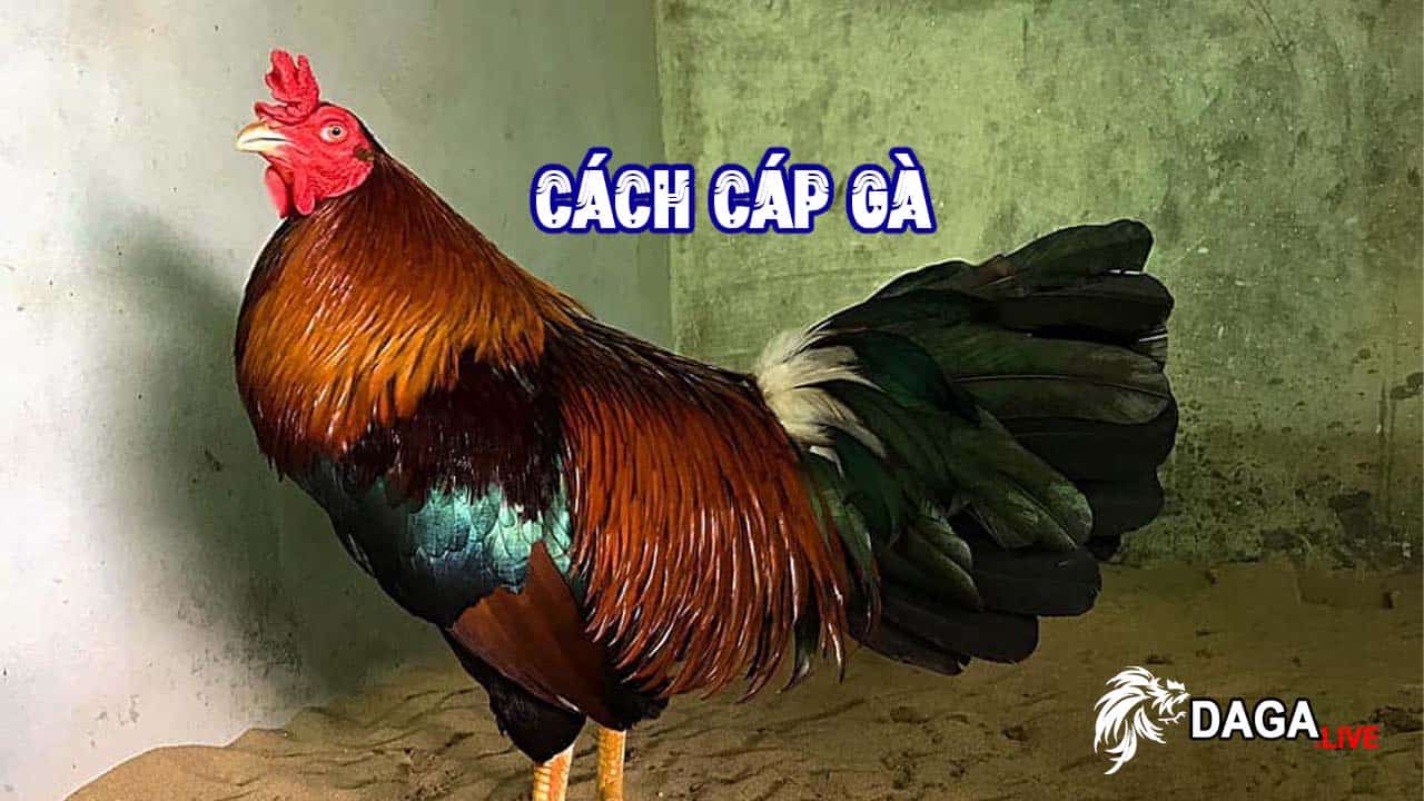 Kỹ Thuật Cáp Gà