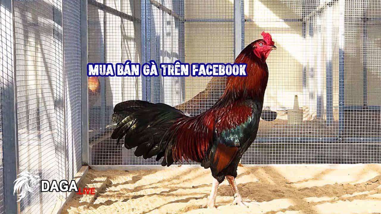 Nói Về Chuyện Mua Gà và Văn Hóa Ứng Xử Trên Facebook.