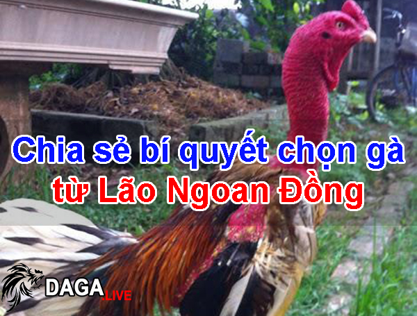 Chia sẻ bí quyết chọn gà từ Lão Ngoan Đồng