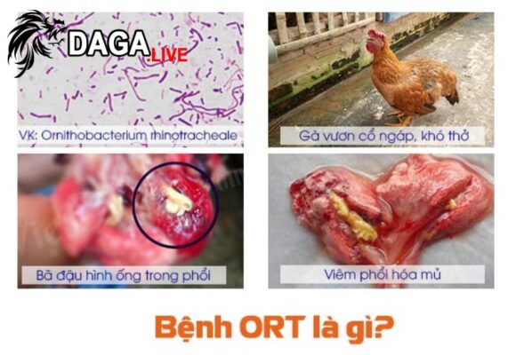 Bệnh ORT ở gà là bệnh gì?