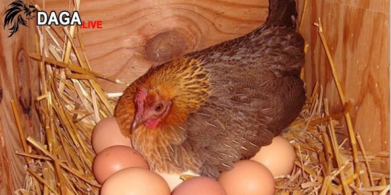 Canxi quan trọng để gà mái có thể sản xuất trứng có vỏ cứng