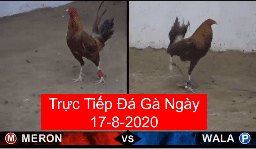 da-ga-truc-tiep-ngay-17-8-2020