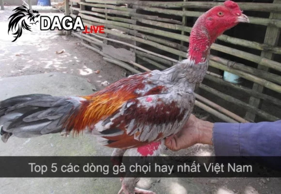 Những dòng gà chọi hay nhất Việt Nam