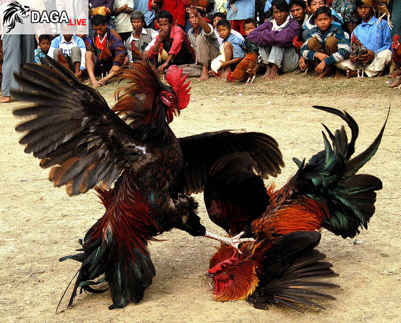 Dân làng Mohanpur cực kì thích chơi đá gà