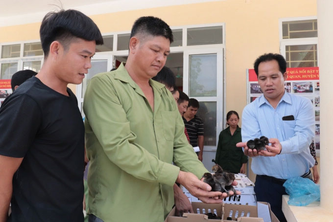 mô hình liên kết nuôi gà thả vườn tỉnh Tuyên Quang