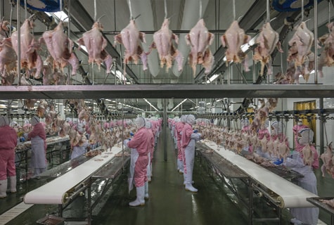 Trung Quốc mạnh dạn mở rộng sản xuất thịt gà nội địa