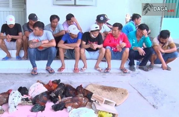 Triệt phá sới gà bắt giữ hơn 100 đối tượng tại An Giang