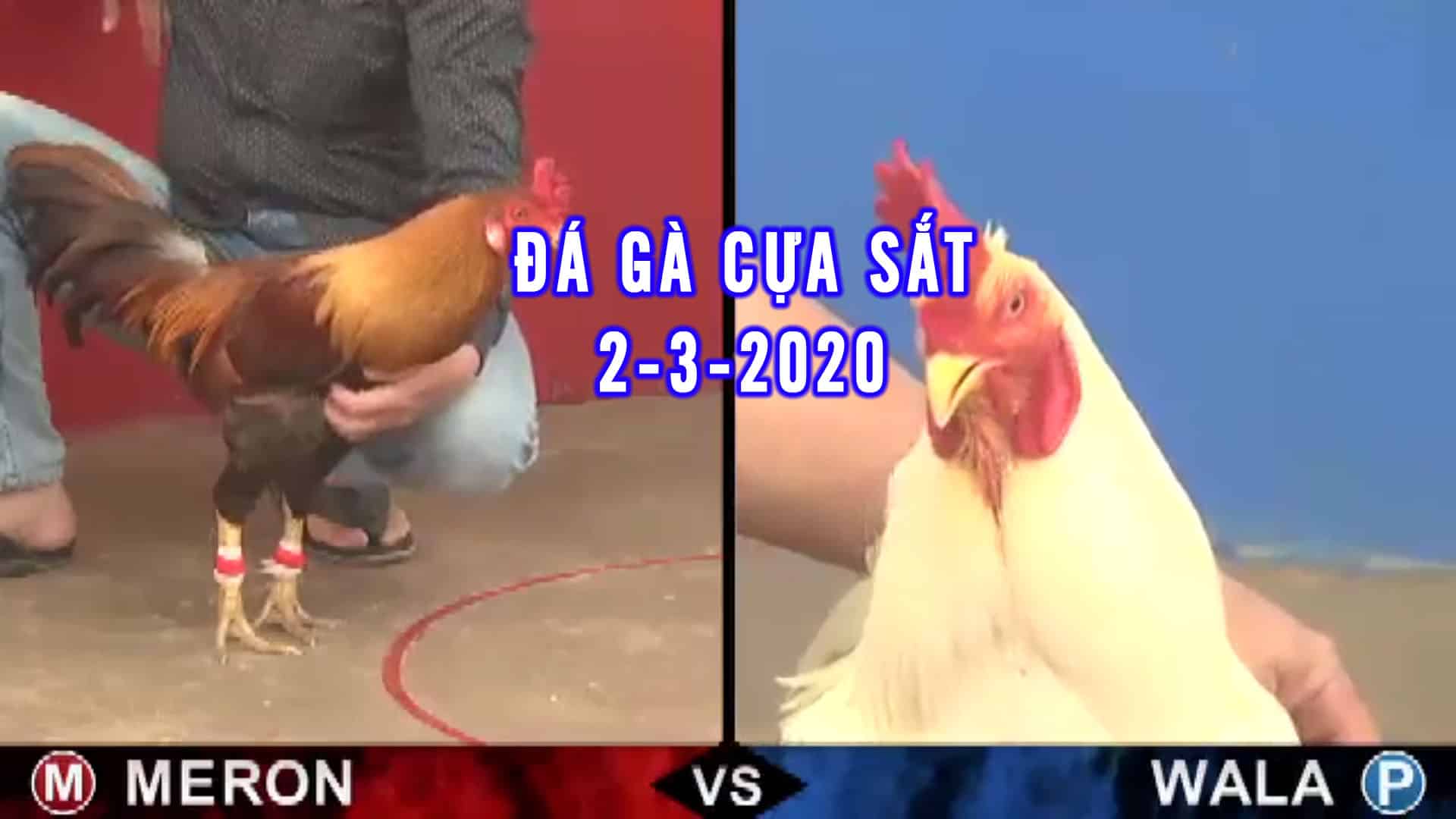 Đá gà cựa sắt thomo campuchia 2-3-2020