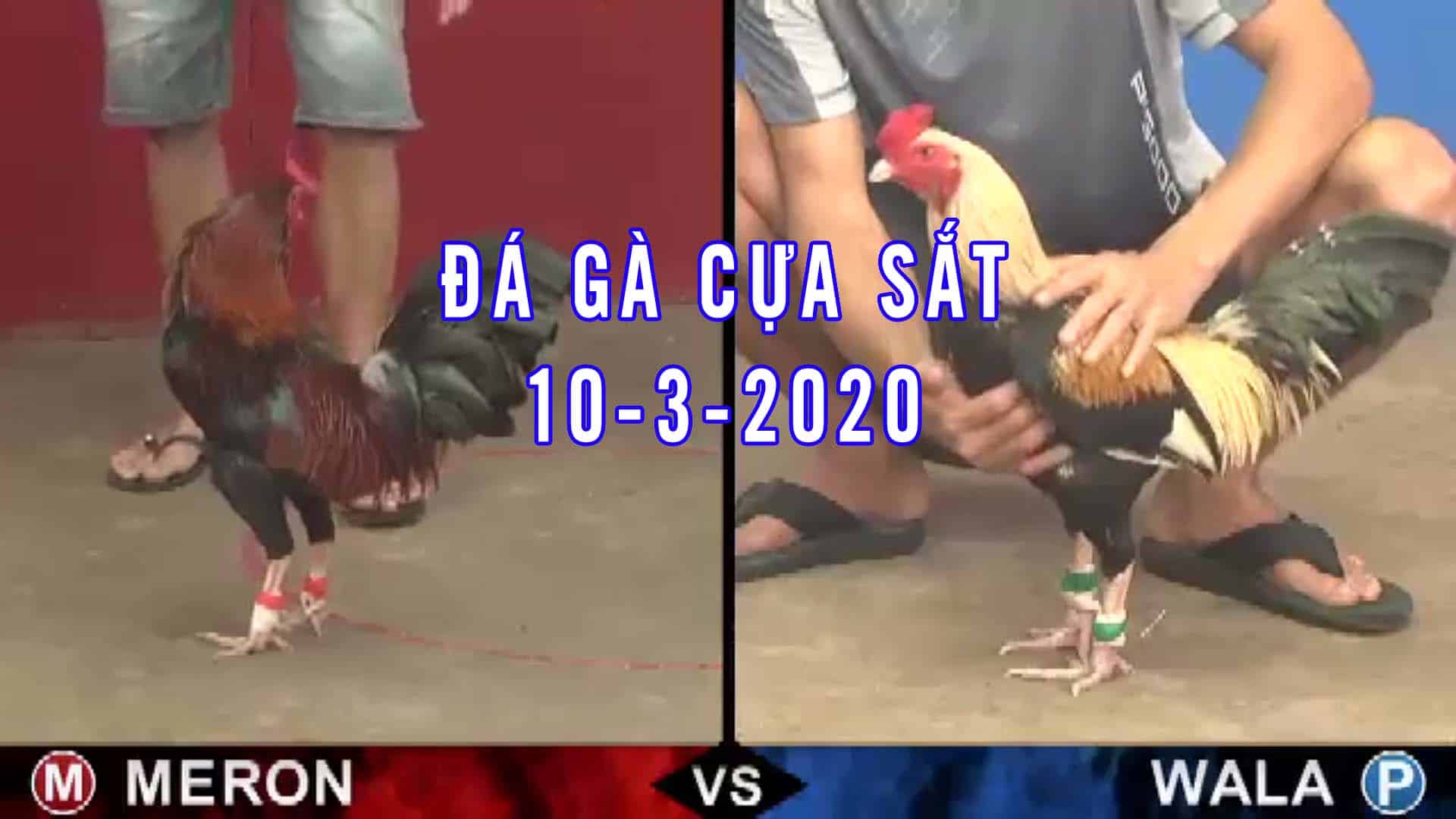 Đá gà cựa sắt, đá gà thomo, đá gà campuchia, đá gà thomo, thomo hôm nay, live da ga ucw88 sv388 ae 888 thứ 3 ngày 10-3-2020