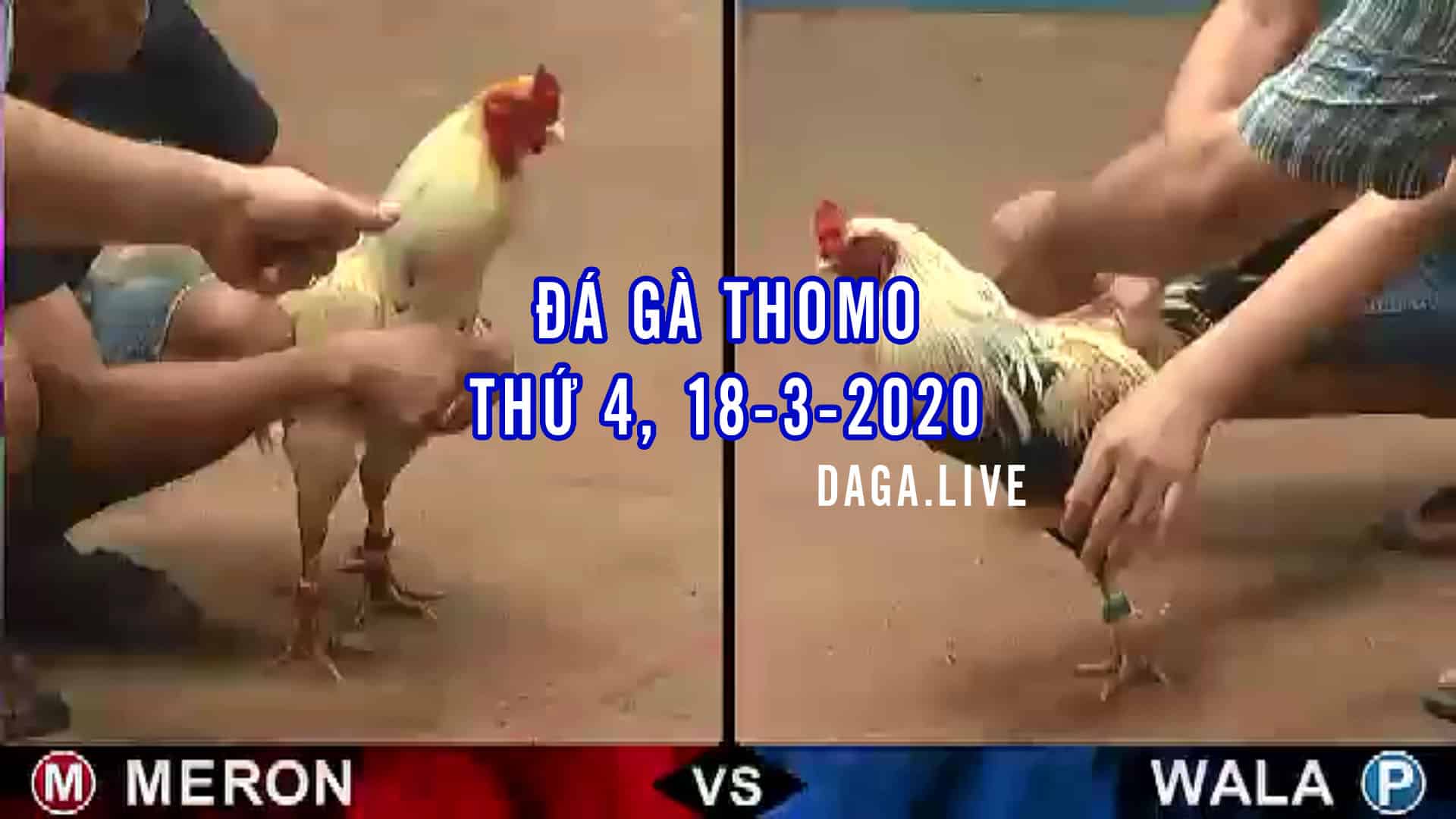 Đá gà thomo thứ 4 ngày 18 tháng 3 năm 2020 - DAGA.LIVE